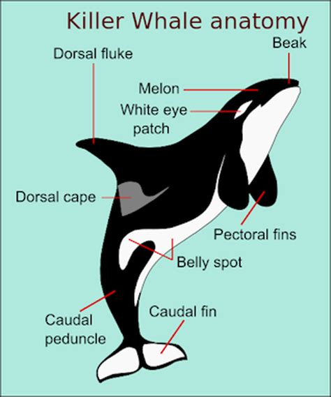 Killer Whale Skeleton Diagram