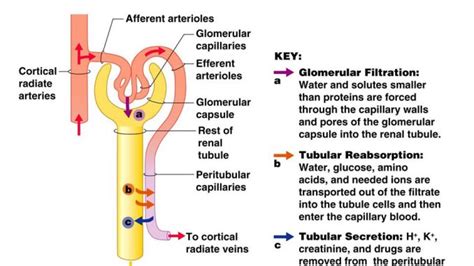 Formation Of Urine Diagram