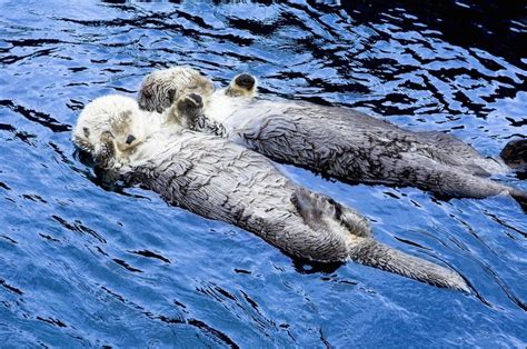 Sea Otters Hold Hands While They're Sleeping River Otter, Sea Otter ...