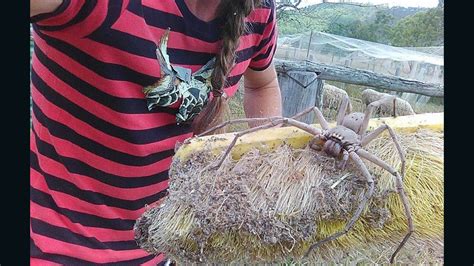 This giant spider in Australia will haunt your dreams | CNN