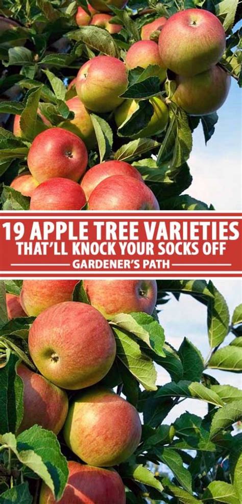 19 Best Apple Tree Varieties (with a Guide to Flowering Groups)