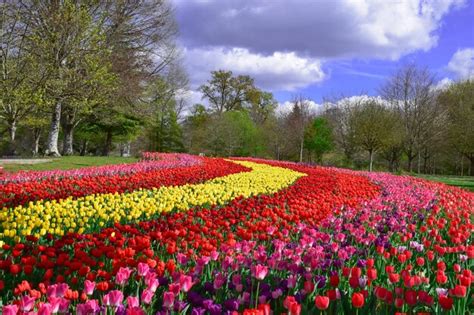 Premium Photo | Tulips flowers garden in spring