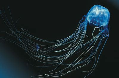 Box jellyfish eyes surprise scientists - CMI Mobile