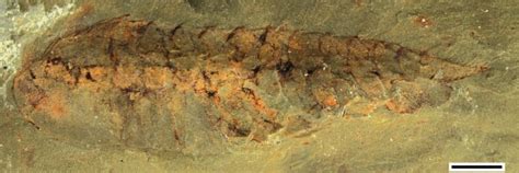 New fossils show what the ancestral brains of arthropods looked like