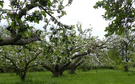 How to Prune Old Apple Trees to Produce Better Fruit