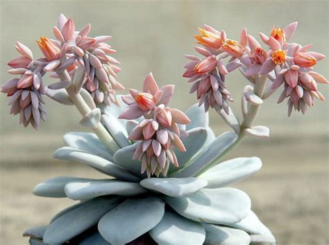 Echeveria Laui Succulent Seeds | Cactus Kingdom