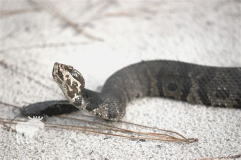 How Dangerous Is A Cottonmouth Snake? — Forest Wildlife