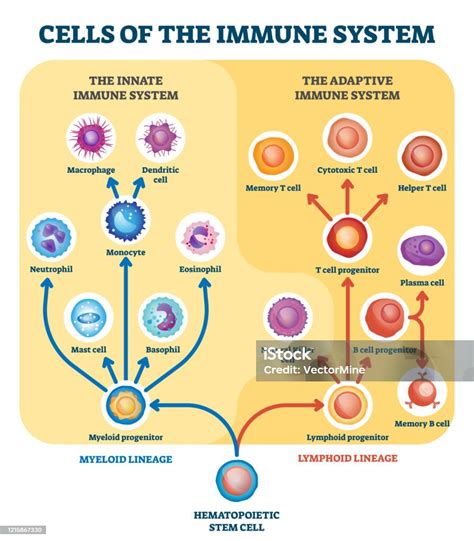 Immune System Cells Vector Illustration Labeled Educational Division Scheme Stock Illustration ...