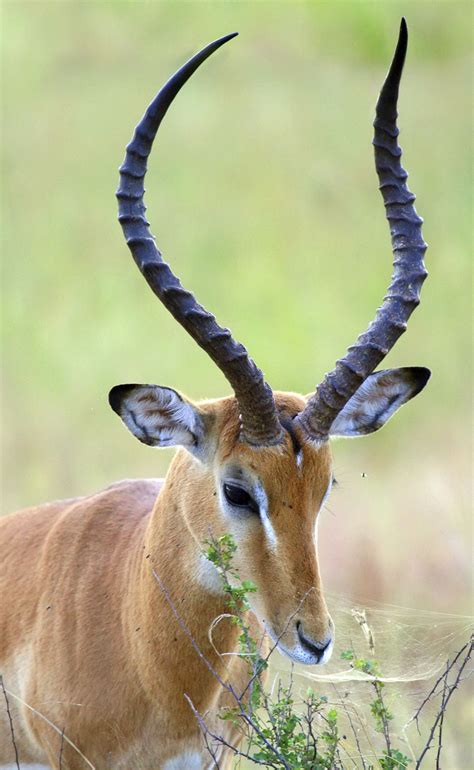 Animals with horns, African animals, Animals