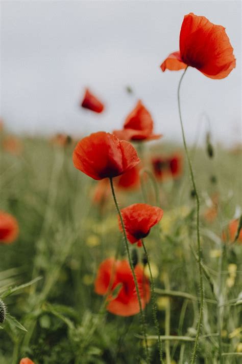 Field poppy flowers. Visit Kaboompics | Premium Photo - rawpixel