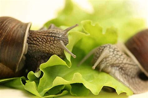 Feeding Guide for African Giant Land Snails - Shrimp and Snail Breeder