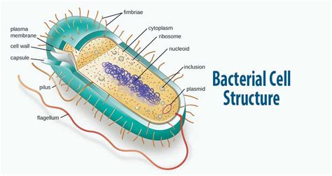 Bacterial Cell Structure and Function - Pharmapproach.com