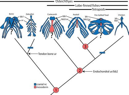 Evolution of pharyngeal skeleton origins. Simplified osteichthyan... | Download Scientific Diagram