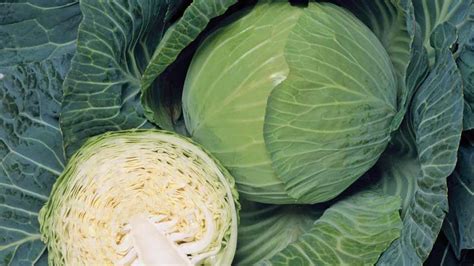 15 Cabbage Varieties You Should Know About - Growing Produce