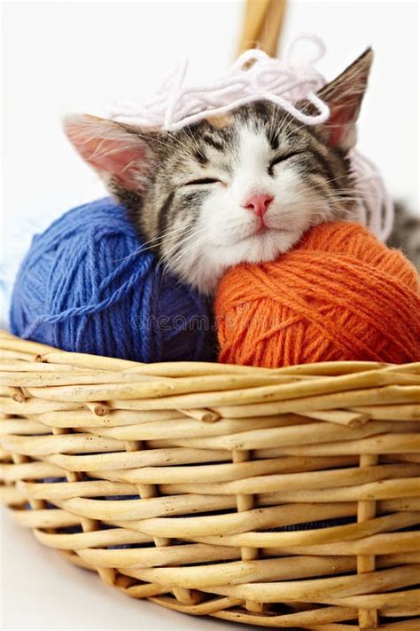 Cat playing with yarn stock photo. Image of months, newborn - 15248924