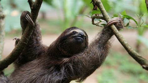 How to spot sloths in Costa Rica's cloud forests | Intrepid Travel Blog - The Journal