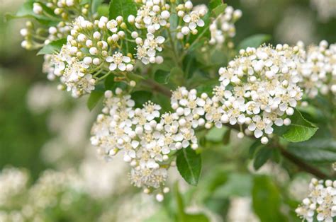 Growing the Firethorn Pyracantha Coccinea