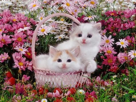 Kittens And Flowers Wallpaper - Cute Cat With Flower - 1024x768 ...