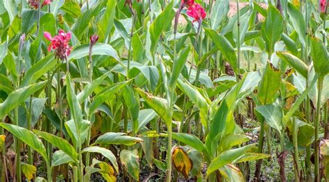 15 Common Problems With Canna Lily Plants