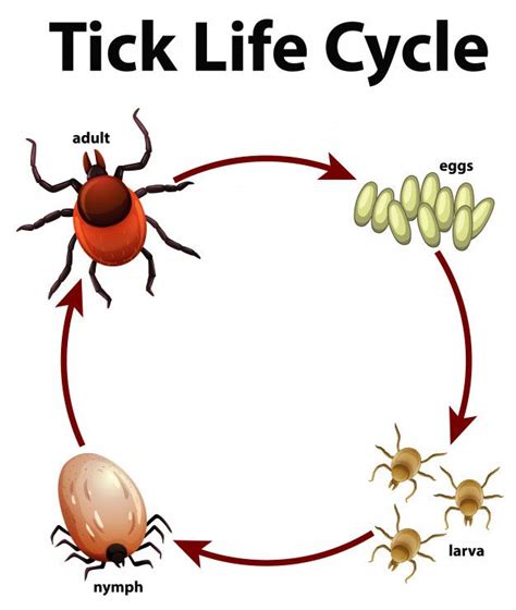 Life Cycle Of A Tick Tick Life Cycle Ticks Life Cycles | Images and Photos finder