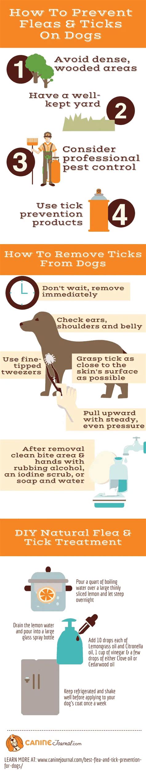 How To Get Rid Of Fleas On Dogs: Treatments & Tips To Prevent