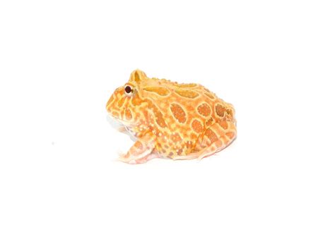 Strawberry Pacman Frogs For Sale | American Reptile Distributors