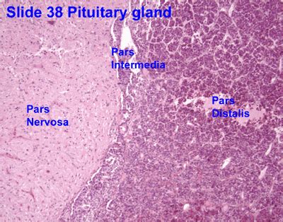 Histology Home Page | Anatomy and physiology, Medical science, Physiology