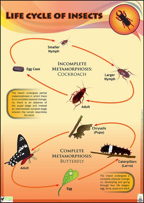 Insect Life Educational posters for Kids & schools