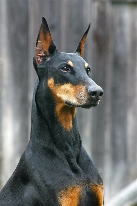 Doberman Wolf Mix