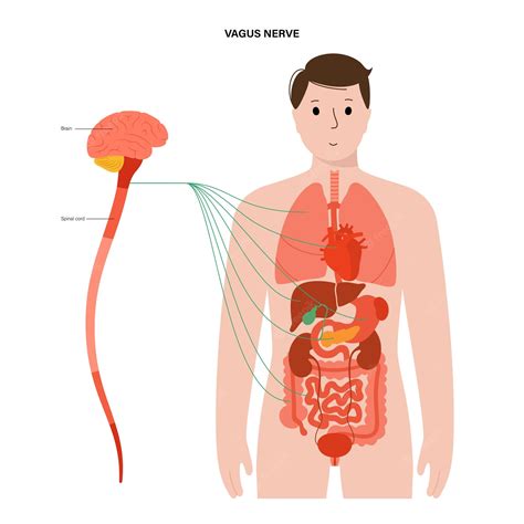 Premium Vector | Vagus nerve diagram