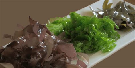 15 Amazing Health Benefits of Seaweed – Eat Algae