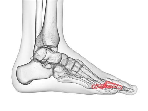 Proximal phalanx bone in transparent human body, computer illustration. — structure, healthy ...