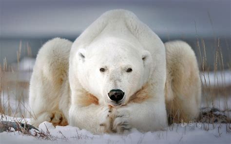 Download Canada Manitoba Animal Polar Bear Image