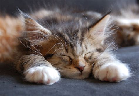 Cute Maine Coon Kitten Sleeping Wallpaper-HD - Free