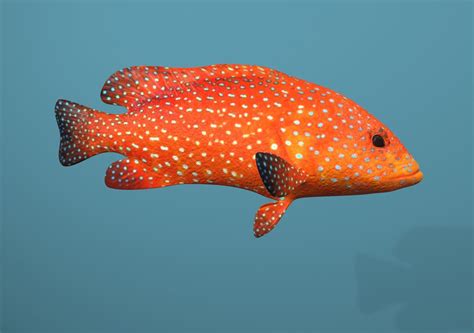 3D Model Collection Grouper Species Varieties VR / AR / low-poly | CGTrader