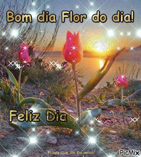 Bom dia Flor do dia ! - PicMix