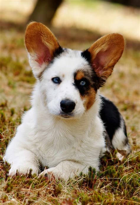 Corgi Puppies For Sale In Maine | PETSIDI