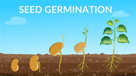 Seed Germination | How Does A Seed Become A Plant - YouTube