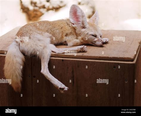 Cute baby fox sleeping on a wooden box Stock Photo - Alamy