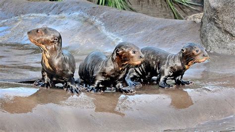 Los Angeles Zoo welcomes baby otters, giraffe for the holidays - ABC7 Los Angeles