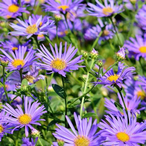 Aster - planting, care, pruning of aster, dividing and container growing