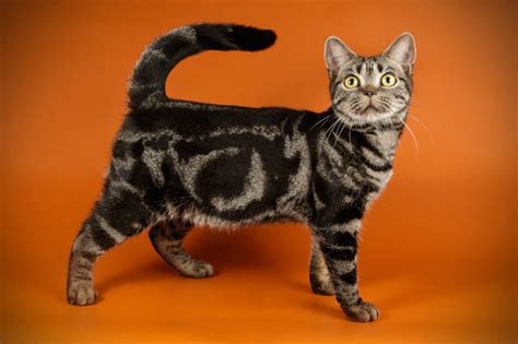 Tabby Cat Breeds, Colours & Markings | Cat-World