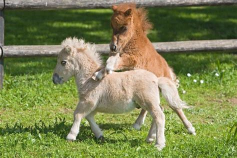 Here are ten photos of adorable mini horses and ponies, as well as some ...