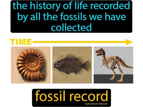 Fossil Record: The history of life recorded by all the fossils we have collected. in 2020 ...