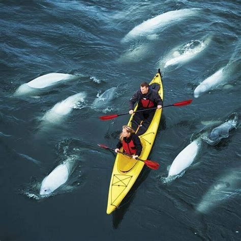 Thumbs Up: Beluga whale watching enters its prime season in Churchill, Manitoba! | Beluga whale ...