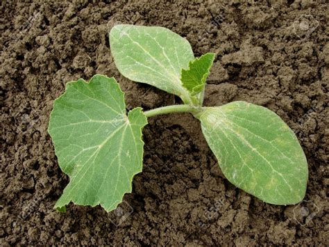 9815651-young-pumpkin-seedling-growing-on-the-vegetable-bed-Stock-Photo | Encyclopedia Of Herbology