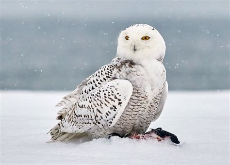 Snowy Owl Facts and Adaptations - Bubo scandiacus / scandiaca