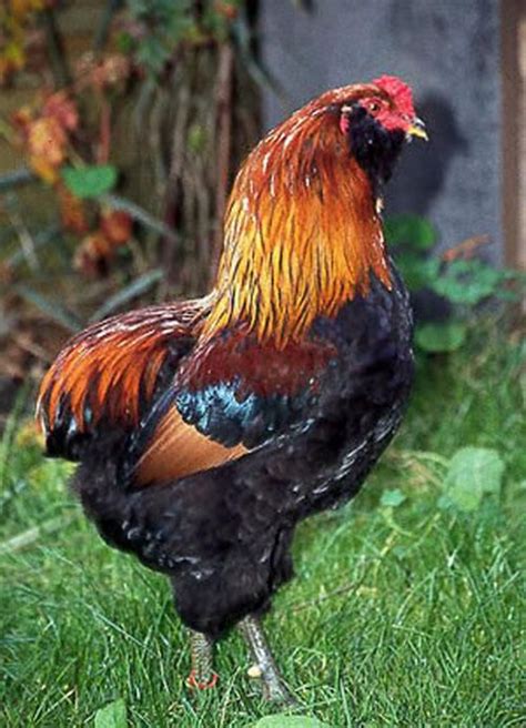 10 chicken breeds for your farm