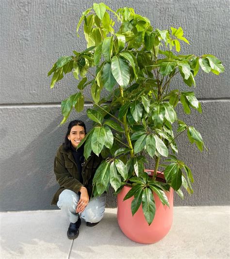 Umbrella Tree | Melbourne Indoor Plants