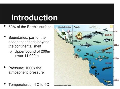 PPT - Biological adaptations of deep sea fishes PowerPoint Presentation ...